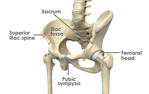 Normal Anatomy of the Hip joint